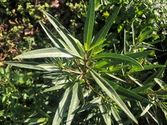 Gomphocarpus physocarpus
