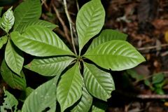 Psychotria nervosa