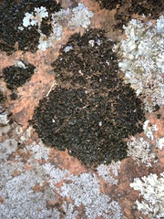 Lichinaceae