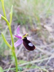 Ophrys bertolonii