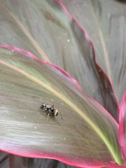 Polyrhachis