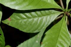 Psychotria nervosa