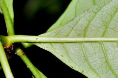 Psychotria nervosa