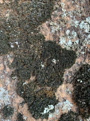 Lichinaceae