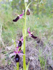 Ophrys bertolonii