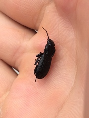 Pterostichus punctatissimus