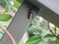 Pennisetia marginatum