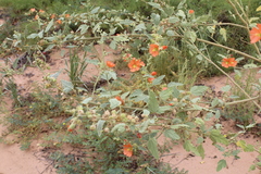 Sphaeralcea incana