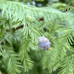 Taxodiomyia cupressiananassa