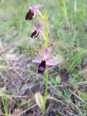 Ophrys bertolonii