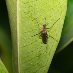 Coquillettidia perturbans