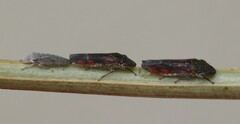 Homalodisca liturata