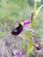 Ophrys bertolonii