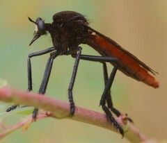 Archilestris magnificus