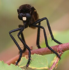 Archilestris magnificus