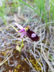 Ophrys bertolonii