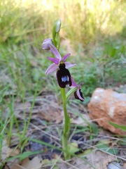 Ophrys bertolonii