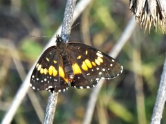 Chlosyne lacinia adjutrix