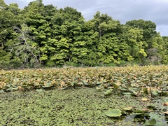 Nuphar advena
