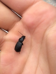 Pterostichus punctatissimus