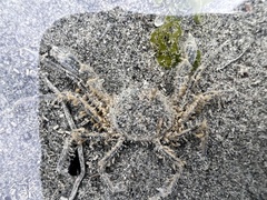 Halicarcinus whitei