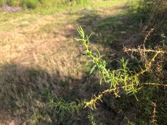 Sclerolaena muricata