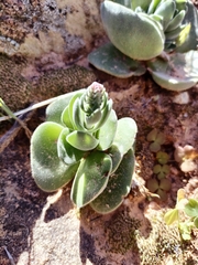 Crassula tomentosa