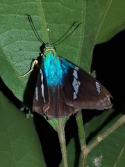 Astraptes fulgerator