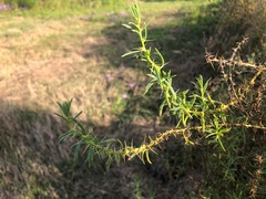 Sclerolaena muricata