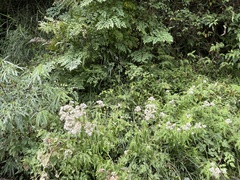 Eupatorium formosanum