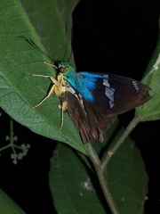 Astraptes fulgerator