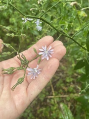 Lactuca floridana