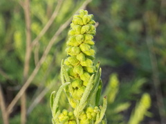 Ambrosia confertiflora