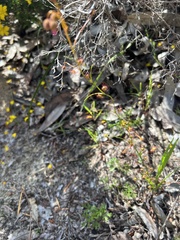 Drosera drummondii