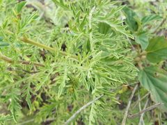 Ambrosia confertiflora