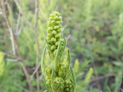 Ambrosia confertiflora