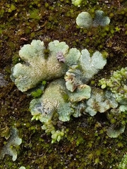 Riccia