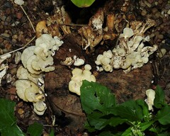 Favolus brasiliensis