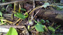 Corybas
