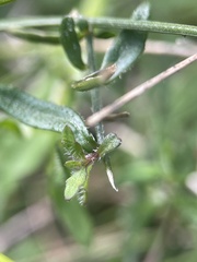 Wahlenbergia gracilis