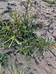 Gyrostemon australasicus
