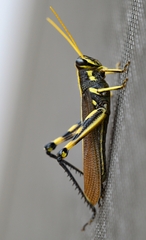 Schistocerca albolineata