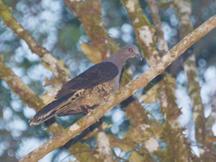 Sombre Pigeon photo 1