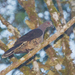 Sombre Pigeon - Photo (c) Ariefrahman, some rights reserved (CC BY-SA)