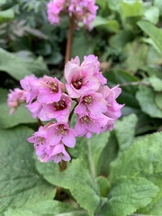 Bergenia