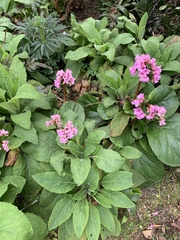 Bergenia