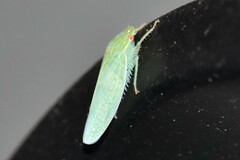 Gyponini
