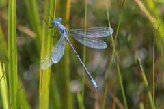 Lestes unguiculatus
