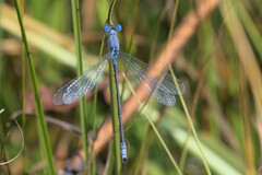 Lestes unguiculatus