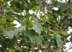 Betula ermanii